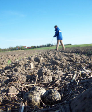 Die Kiebitznester werden von NABU-Aktiven abgesteckt, damit der Landwirt diese umfährt. Foto: Michael Dech