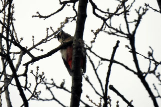 Der Buntspecht ließ sich im Baum nieder und seine laute Stimme hören. Foto: Beatrice Jeschke