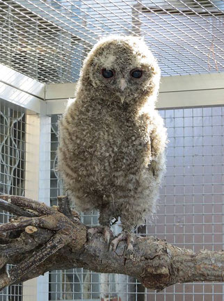 Foto: NABU Leipzig