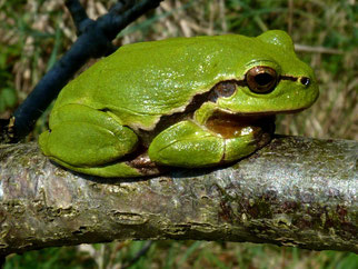 In früheren Lehmstichen entstehen oft ökologisch wertvolle Kleingewässer, die auch der besonders geschützte Laubfrosch zur Fortpflanzung nutzt. Fotos: Dr. Rainer Hoyer