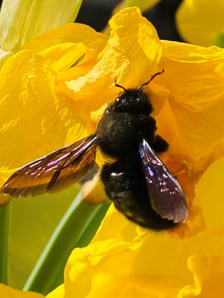 Ebenfalls in Schifferstadt (Rheinland-Pfalz) hat Eva Neff eine Holzbiene entdeckt. Zunächst hörte sie ein tiefes Brummen, dann sah sie das Tier an den Osterglocken im Garten, in dem sich auch weitere Artgenossen der Biene aufhalten.