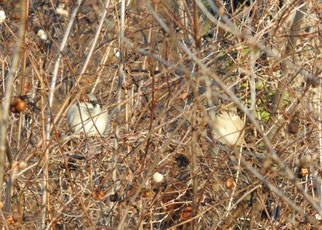 Haussperlinge (Männchen links, Weibchen rechts) sind auf Versteckmöglichkeiten in Sträuchern angesiesen.