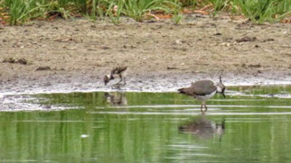 Solche Bilder wie dieses aus dem Jahr 2019 sind selten geworden: Nach dem Schlupf der Jungen laufen die Eltern mit ihrem Nachwuchs an die Gärnitzer Lache, wo sie ausreichend Nahrung vorfinden. Foto: T. Ranis