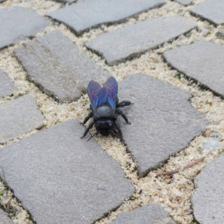 Blaue Holzbiene Ende Januar in Beelitz. Foto: Shinoa Hiragi