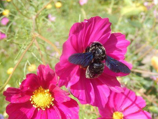 Am 9. August 2016 wurde diese Blaue Holzbiene in einem Garten in Böhlen fotografiert. Insgesamt sind hier zwei dieser Insekten unterwegs. Besonders gern besuchen sie die Cosmeablüten.