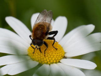 Gemeine Narzissenschwebfliege.