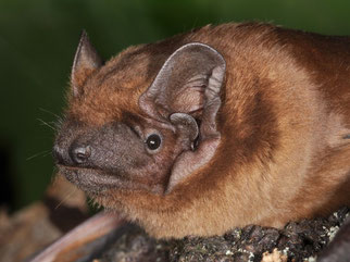 Foto: NABU/Eckhard Grimmberger