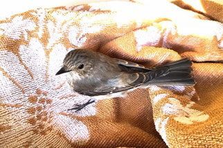 Dieser Grauschnäpper hatte Glück im Unglück. Nach einer Kollision im Straßenverkehr erholte er sich innerhalb von drei Tagen in der Wildvogelhilfe Leipzig.