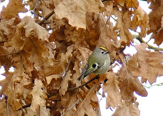 Wintergoldhähnchen - Foto: NABU / G. Kaufhold