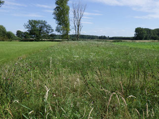 Wiese vor der Mahd; links im Bild artenarmes Grünland, rechts Acker