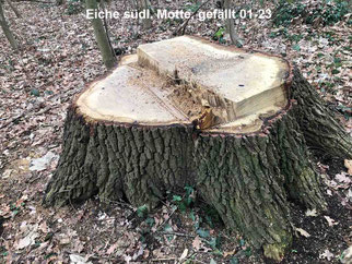 Foto: NABU/G. Kaufhold - gefällte, gesunde Eiche, Stammdurchmesser 90 cm