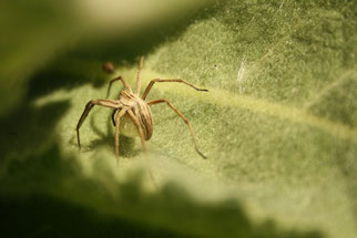 Listspinne mit Kokon.