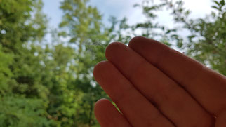 Federn als Spuren der Kollision an einem Wartehäuschen. Fotos: NABU Leipzig
