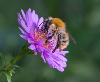 Ackerhummel (Bombus pascuorum) Foto: Burkhard Grebe