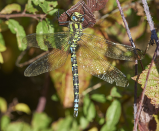 Blaugrüne Mosaikjungfer (Aeshna cyanea) Foto: Burkhard Grebe