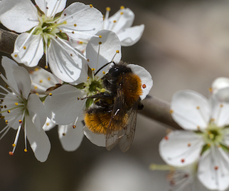 Rotpelzige Sandbiene (Andrena fulva) Foto: Burkhard Grebe