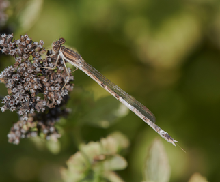 Winterlibelle (Sympecma fusca) Foto: Burkhard Grebe