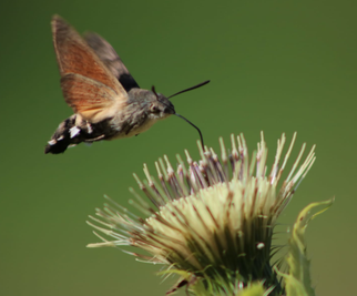 Taubenschwänzchen (Macroglossum stellatarum)  Foto: Gerd Damaschke