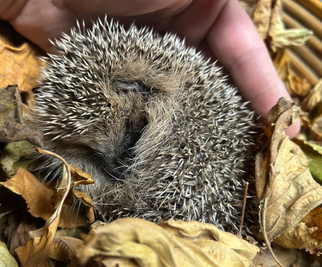 Unterernährter Igel Foto: J.Weber