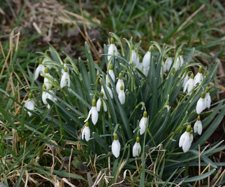 Kleines Schneeglöckchen (Galanthus nivalis) Foto: Marion Zöller / NABU Euskirchen