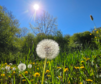 Löwenzahn (Taraxacum sect. Ruderalia) Foto: Claudia Rapp-Lange / NABU Euskirchen