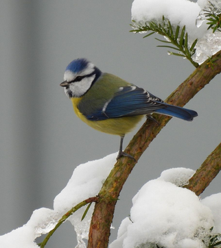 Foto: Silke Mora / NABU Euskirchen