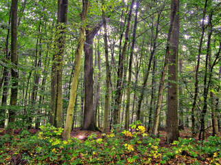 Der Wald [Bruch] in Krefeld