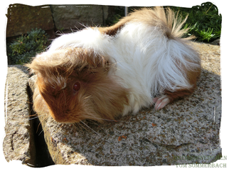 Chancy vom Sommerbach