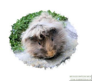 Balu vom Sommerbach 06/2015