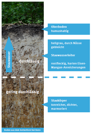 Pseudogley Stauwasserboden Boden des Jahres 2015 NABU Düren