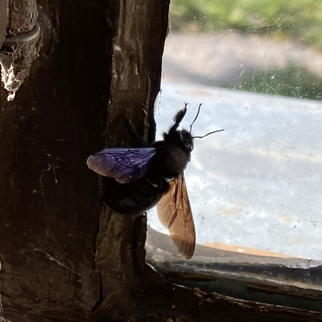 Im Kleingartenverein Dr. Schreber hatte sich eine Blauen Holzbiene in eine Laube verirrt. Sie wurde aus dem Fenster nach draußen entlassen. Foto: Letty Felgendreher