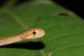 Thamnodynastes pallidus, mon tout premier serpent exotique sauvage - (cliquer pour agrandir)