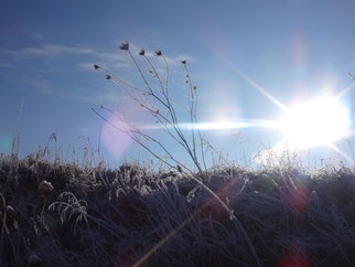 Weißes Sonnenlicht verbreitet seine Strahlen im mehrere Richtungen über Gras mit Raureif 