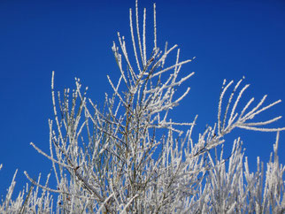 Mit weißem Reif bedeckte Äste recken sich in den tiefblauen Winterhimmel.