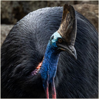 Cassowary, Etty Bay, Etty Beach, Helmkasuar, Queensland Beach