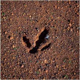Outback Queensland, Emu, Australia Fauno, Tierwelt Australiens