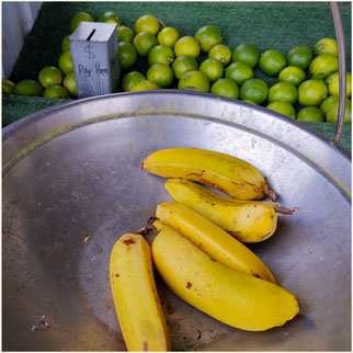 Queensland, Bananenplantage