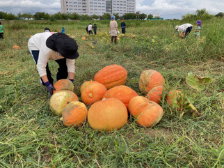 昨年収穫したハロウィンカボチャ