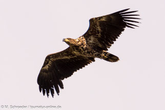 Seeadler