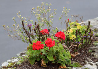 Photo décorative fleur
