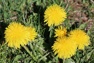 Photo décorative fleur jaune