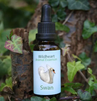 30ml - CHF 36.00