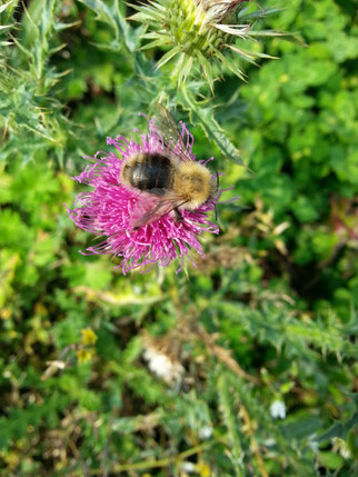 Foto: Hummel auf Distelblüte / NABU M. Kumitz