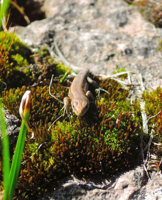 Foto: NABU, Andreas Taglieber