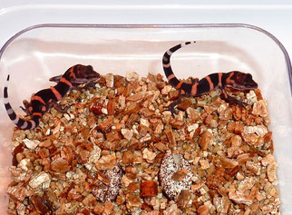Goniurosaurus orientalis hatchlings