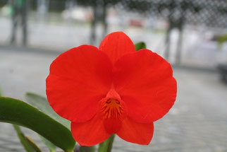 コクシネア - (株)東京オーキット・ナーセリー