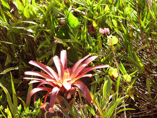 die einzige Blume in Machu Picchu