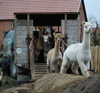 Einzug der Stutenherde 2020