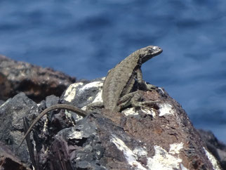 Microlophus atacamensis, Chili (photo Ugo)