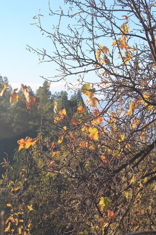 Herbststimmung buntes Laub auf La Palma